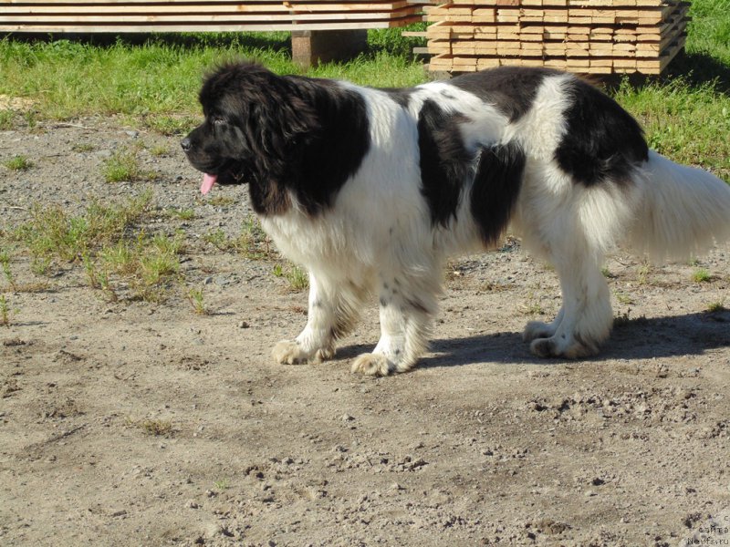 Фото: ньюфаундленд Супер Бизон Мелодия