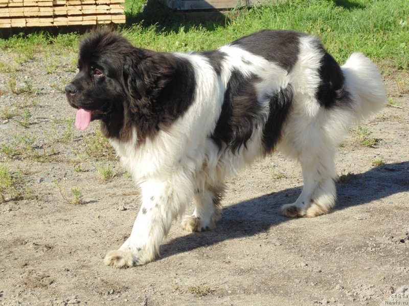 Фото: ньюфаундленд Супер Бизон Мелодия