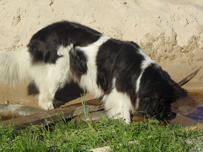 Фото: ньюфаундленд Супер Бизон Мелодия
