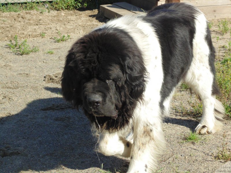 Фото: ньюфаундленд Степная Пальмира Единственный Мой