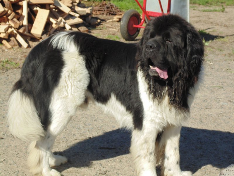 Фото: ньюфаундленд Степная Пальмира Единственный Мой