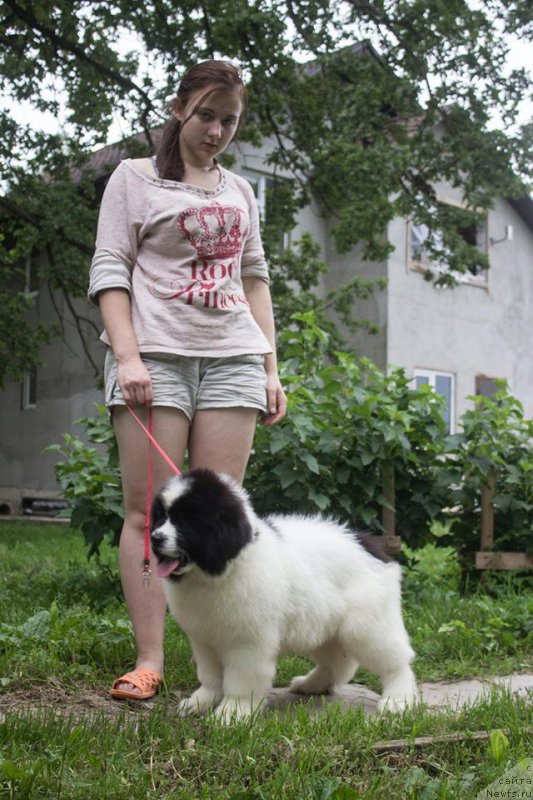 Фото: ньюфаундленд Callistos Blitzen