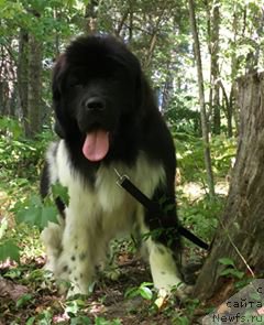 Фото: ньюфаундленд Сент Джонс Урбан Лове