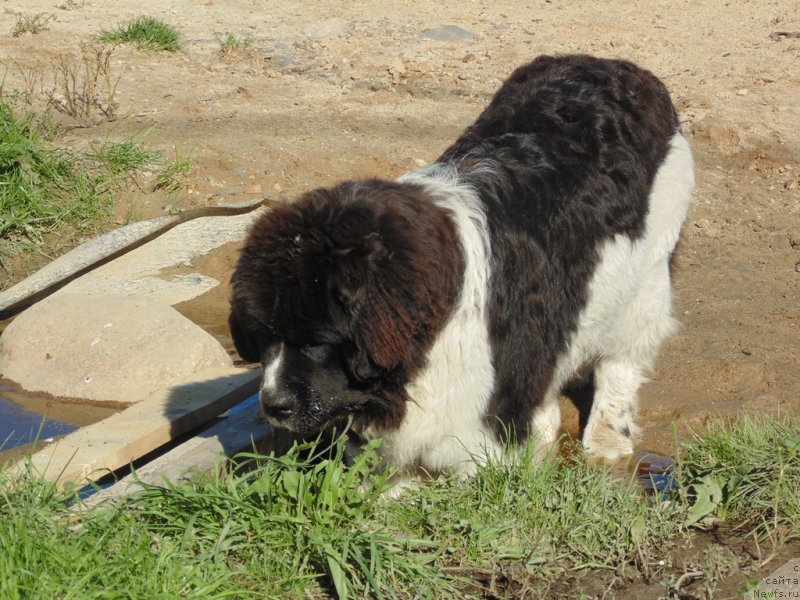 Фото: ньюфаундленд Баффи от Карельских Медведей