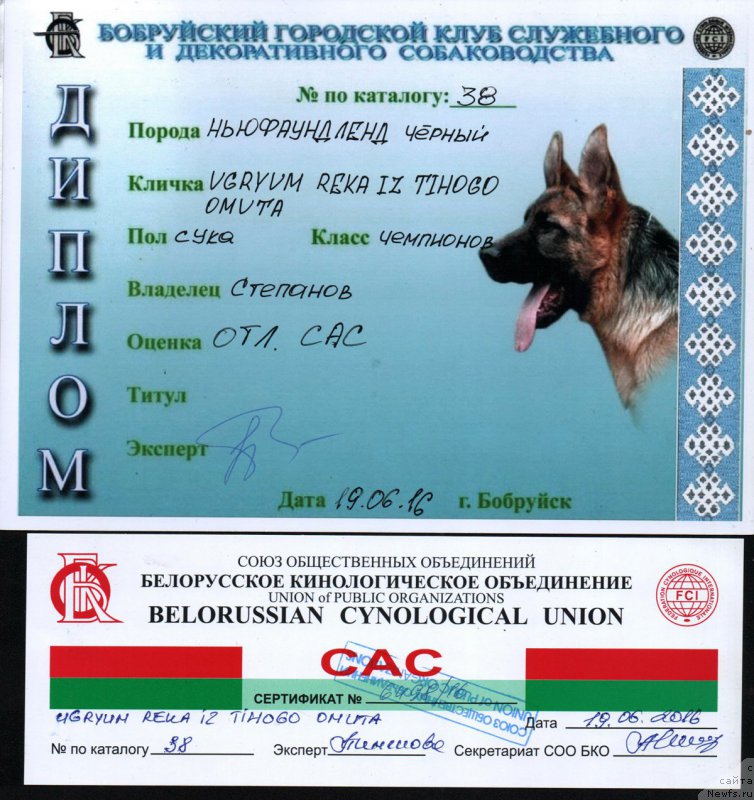 Фото: ньюфаундленд Угрюм Река Из Тихого Омута (Ugryum Reka iz Tihogo Omuta)