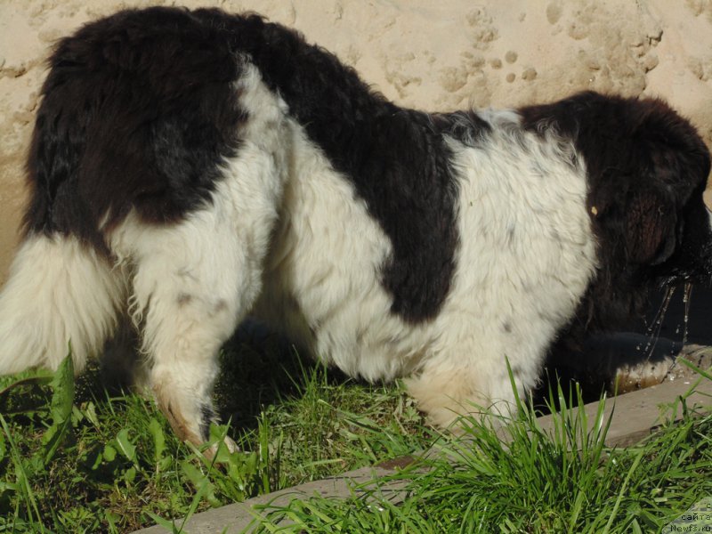 Фото: ньюфаундленд Баффи от Карельских Медведей