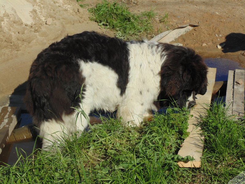 Фото: ньюфаундленд Баффи от Карельских Медведей
