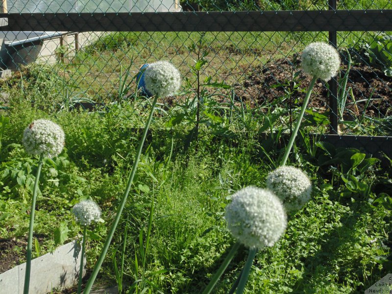 Фото: ньюфаундленд Баффи от Карельских Медведей