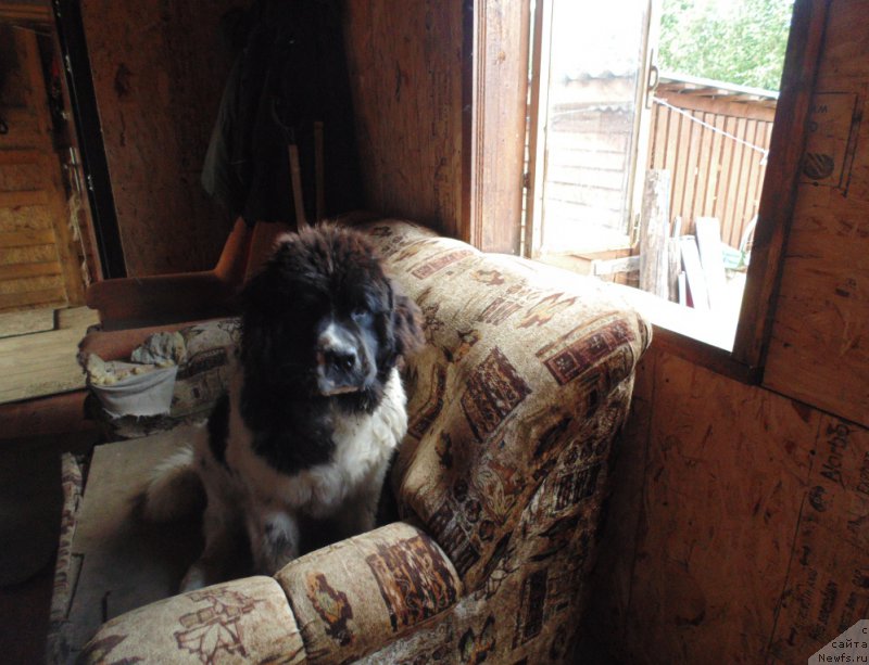 Фото: ньюфаундленд Баффи от Карельских Медведей