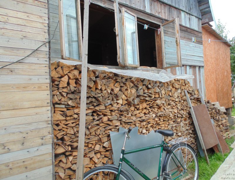 Фото: ньюфаундленд Баффи от Карельских Медведей