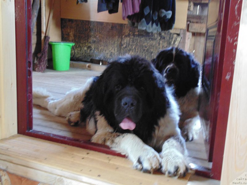 Фото: ньюфаундленд Степная Пальмира Единственный Мой