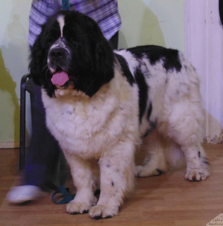 Фото: ньюфаундленд Маг Исполин Морская Жемчужина