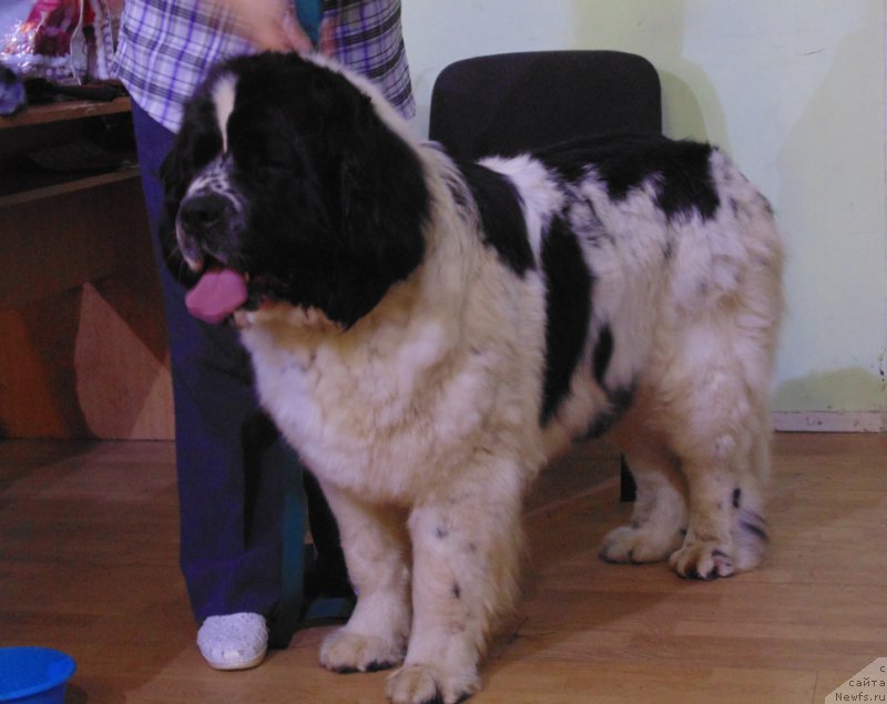 Фото: ньюфаундленд Маг Исполин Морская Жемчужина