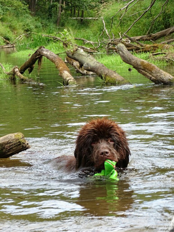 Фото: ньюфаундленд Ньюфорт Вивиан