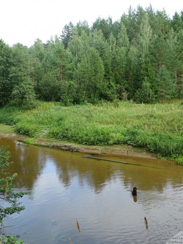 Фото: ньюфаундленд Ньюфорт Вивиан