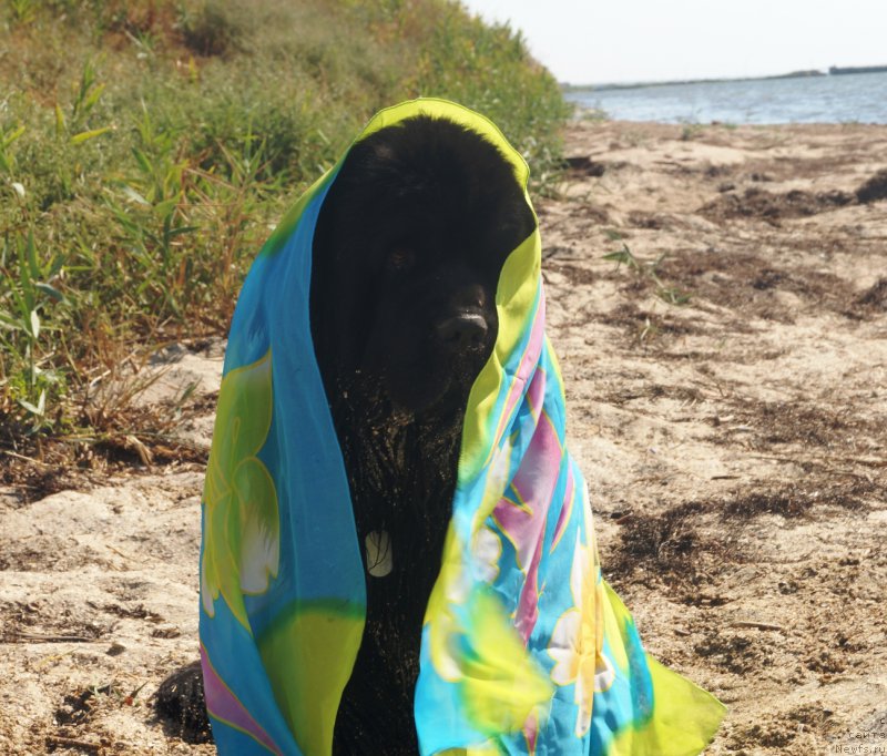 Фото: ньюфаундленд Чарующий Чезарио (Charuyuschiy Chezario)