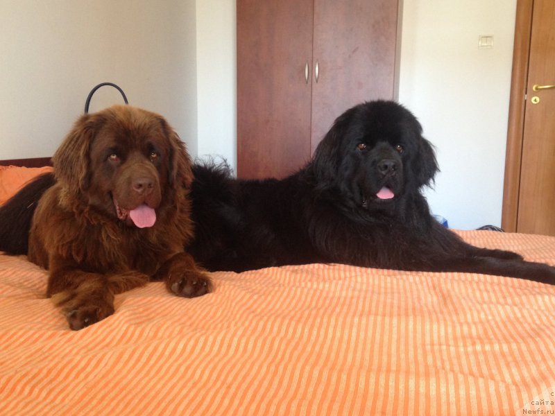 Фото: ньюфаундленд Браунблад МСК Хэппи Тедди (Brownblood MSK Happy Teddy), ньюфаундленд Браунблад МСК Харита Хавва (Brownblood MSK Harita Havva)