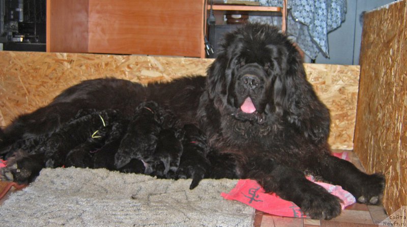 Ньюфы питомника "из Племени Кедра" (16/21) - Форум - Питомники - Группы ...