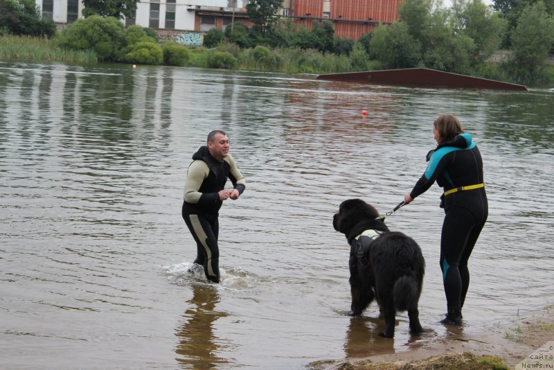 Фото: ньюфаундленд Черная Мафия Аттрактиве Повер (Chernaya Mafia Attractive Power)