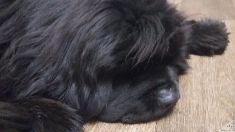 Фото: ньюфаундленд Супер Премиум Мерлин Монро