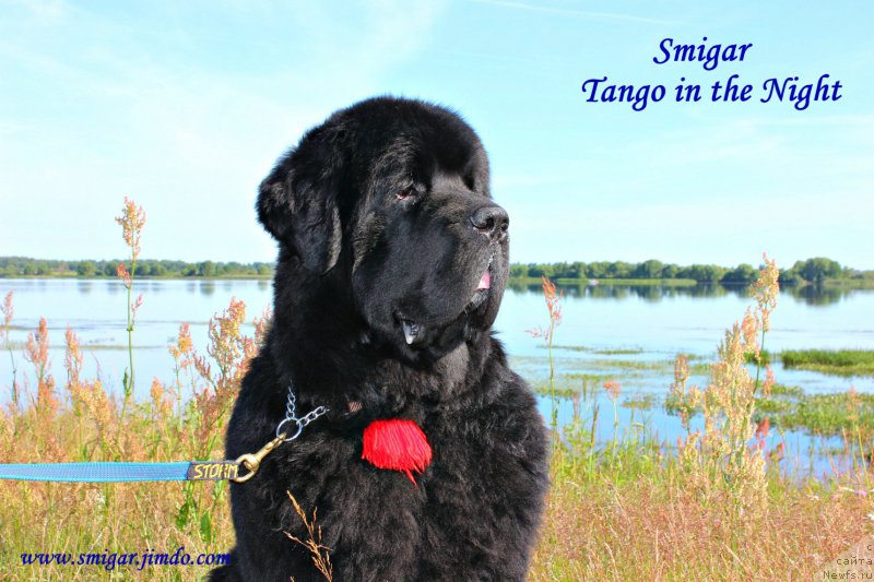 Фото: ньюфаундленд Смигар Танго ин зе Найт (Smigar Tango in the Night)