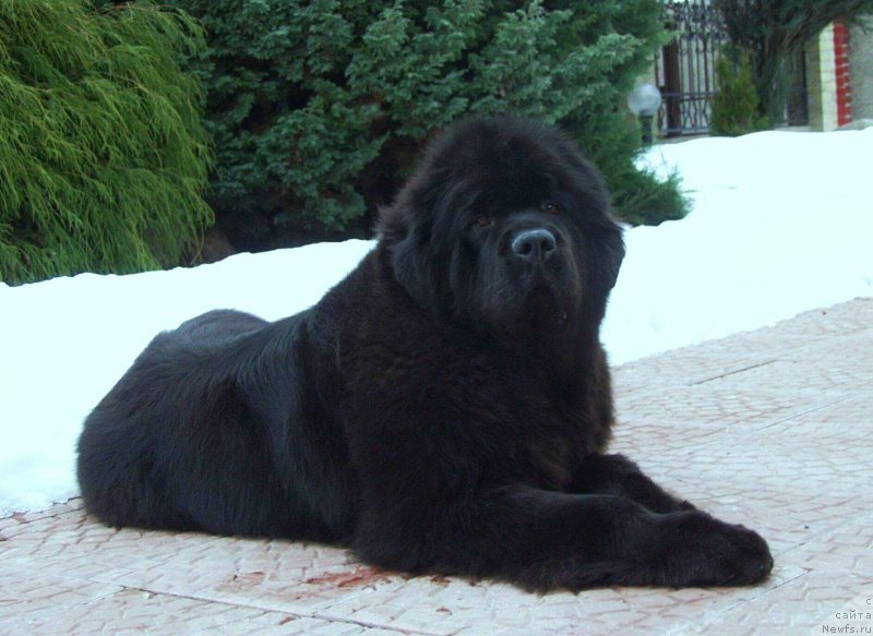 Фото: ньюфаундленд J'ouejusqu'a Lavictoire iz Volotova