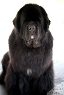 Фото: ньюфаундленд Dream Time for Shadows Eternity