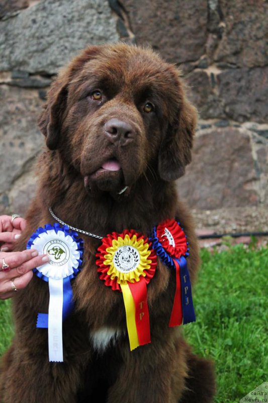 Фото: ньюфаундленд Фанньюф Аква-Марина (Funnewf Aqua-Marina)