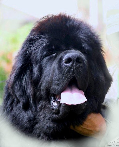 Фото: ньюфаундленд Rain Coast How can I Fall