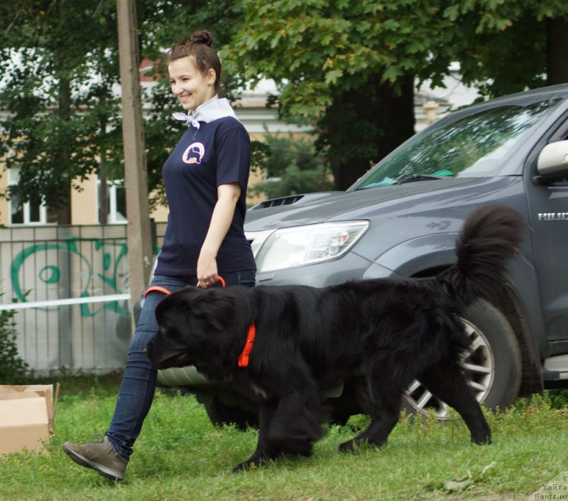 Фото: ньюфаундленд Ланкастер, Елена Ярыгина
