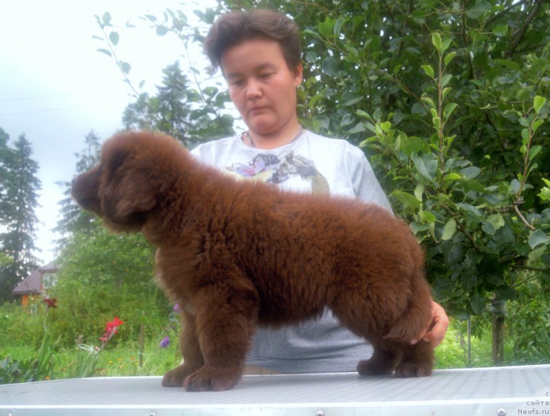 Фото: ньюфаундленд Альфа Дар Окса Дитя Любви