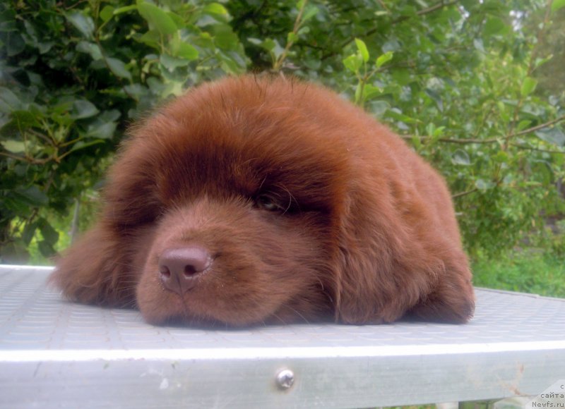 Фото: ньюфаундленд Альфа Дар Окса Дитя Любви