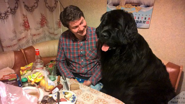 Фото: ньюфаундленд Валмонд Победитель (Valmond Pobeditel)