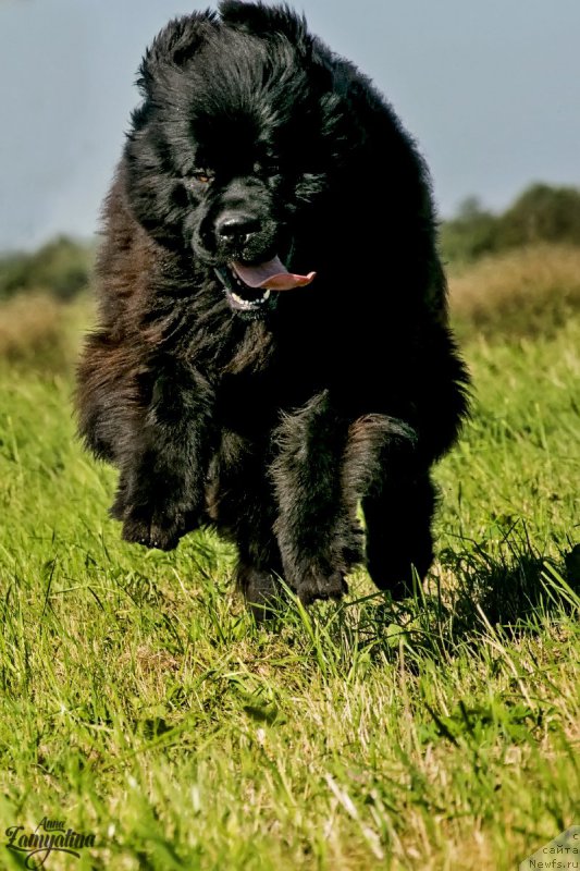 Фото: ньюфаундленд Эльбрус из Антаграда