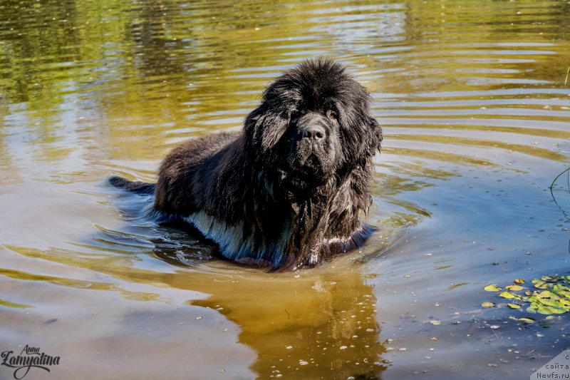 Фото: ньюфаундленд Эльбрус из Антаграда