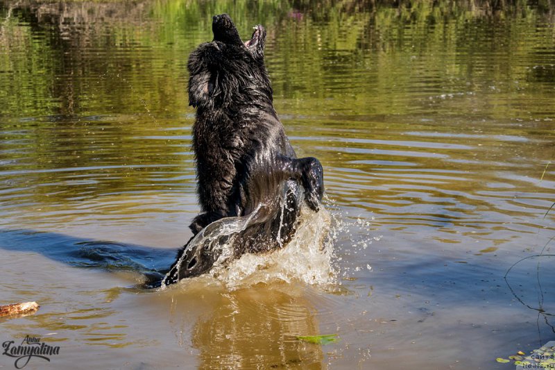 Фото: ньюфаундленд Эльбрус из Антаграда