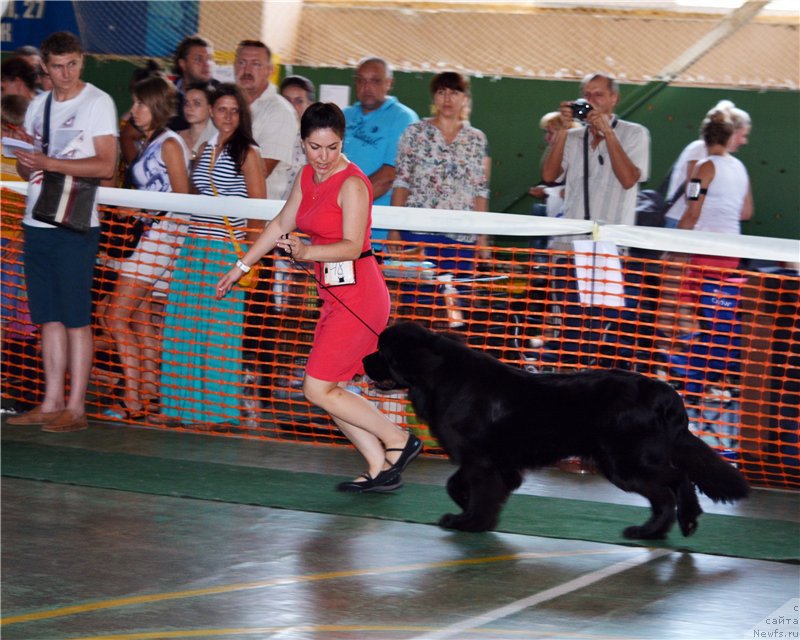 Фото: ньюфаундленд Анджело Орсо Белла Донна (Angelo Orso Bella Donna)