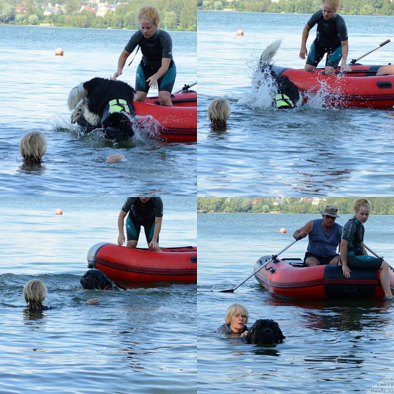 Фото: ньюфаундленд Энджелс Кипер Нибелунг (Angels Keeper Nibelung)