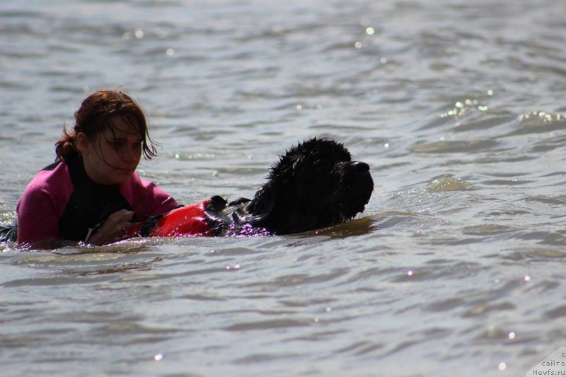 Фото: ньюфаундленд Хуодэ Шень Афина (Huode Shen Afina)