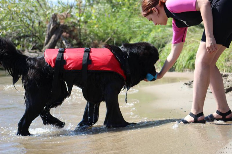 Фото: ньюфаундленд Хуодэ Шень Афина (Huode Shen Afina)