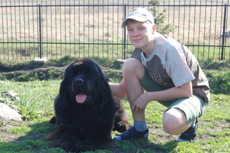 Фото: ньюфаундленд Chardonnay Kara Deniz