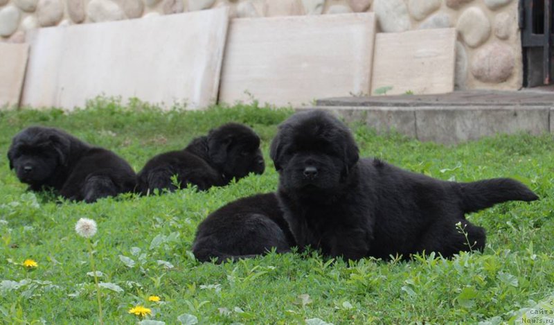 Фото: ньюфаундленд Chardonnay Kara Deniz