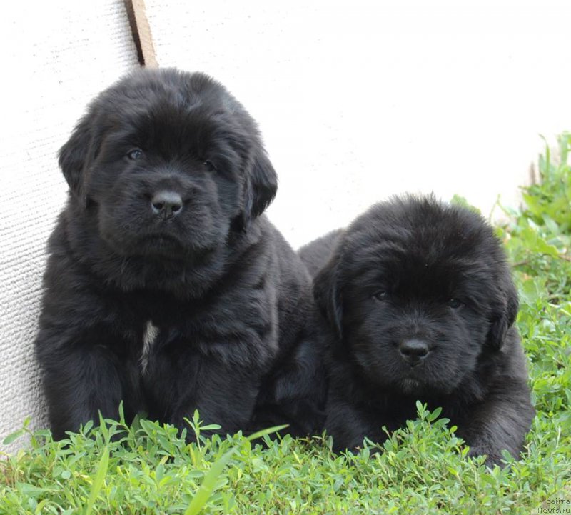 Фото: ньюфаундленд Chardonnay Kara Deniz