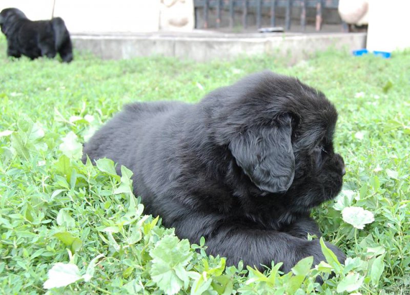 Фото: ньюфаундленд Chardonnay Kara Deniz