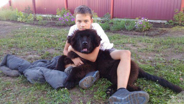 Фото: ньюфаундленд Сириус Большой Пес