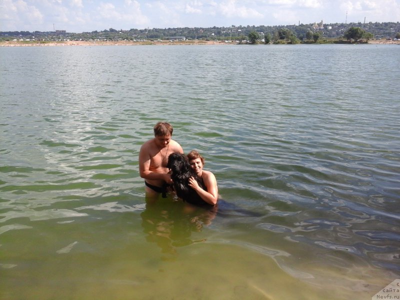 Фото: ньюфаундленд Сириус Большой Пес