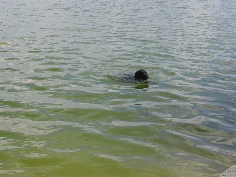 Фото: ньюфаундленд Сириус Большой Пес