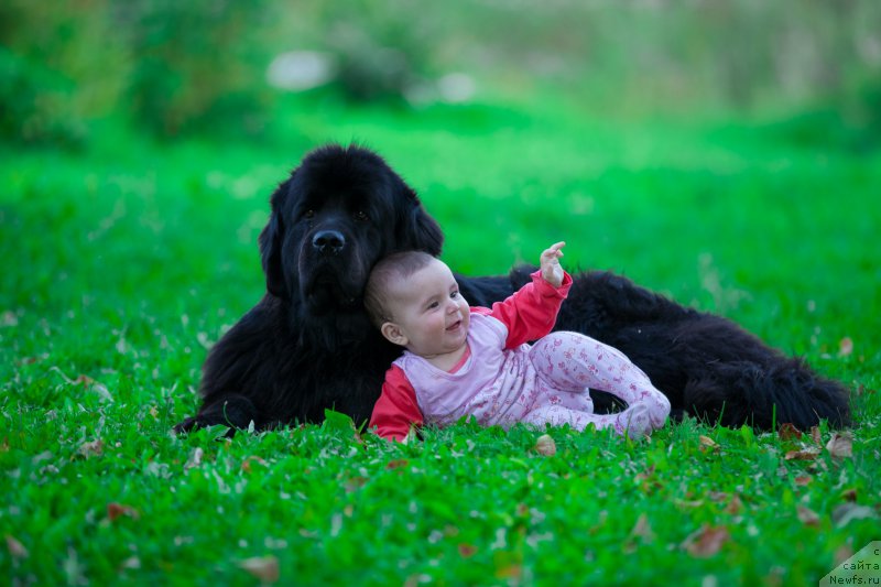 Фото: ньюфаундленд Их Высочество Виола Жанмоника (Ih Visochestvo Viola Zhanmonika)
