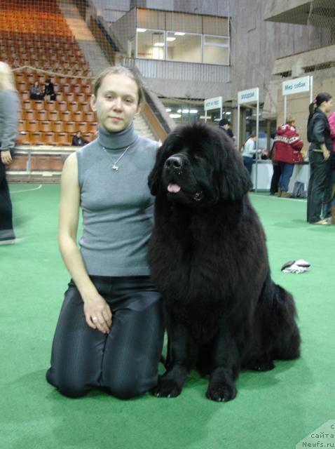 Фото: Татьяна Розанова, ньюфаундленд Чанси из Золотого Треугольника