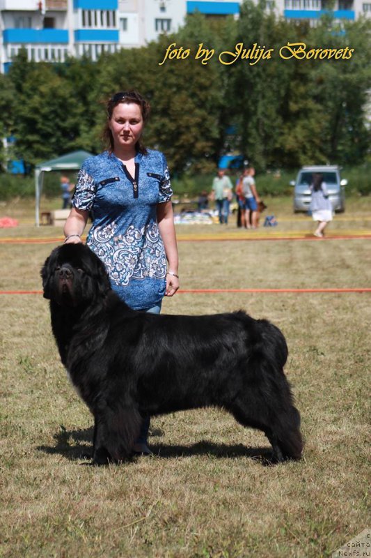 Фото: ньюфаундленд On Aroll Midnight Bear